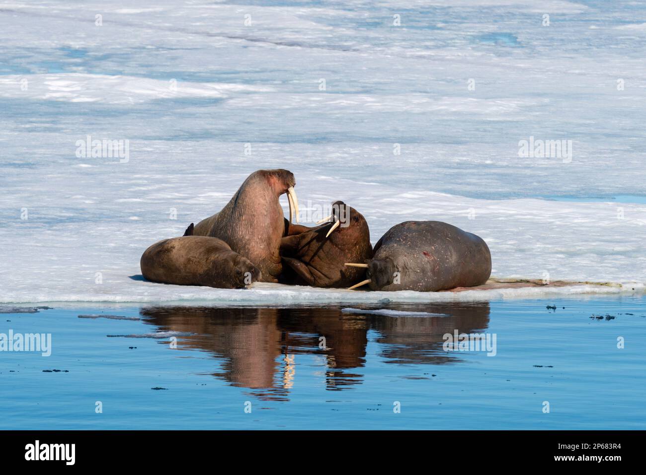 Walrusse (Odobenus rosmarus) auf Eis, Brepollen, Spitsbergen, Svalbard-Inseln, Arktis, Norwegen, Europa Stockfoto