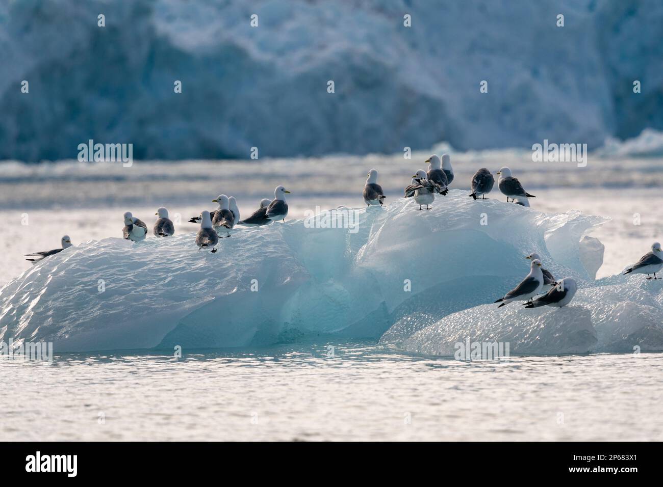 Schwarzbein-Kittiwake (Rissa tridactila), Kongsfjorden, Spitsbergen, Svalbard-Inseln, Arktis, Norwegen, Europa Stockfoto