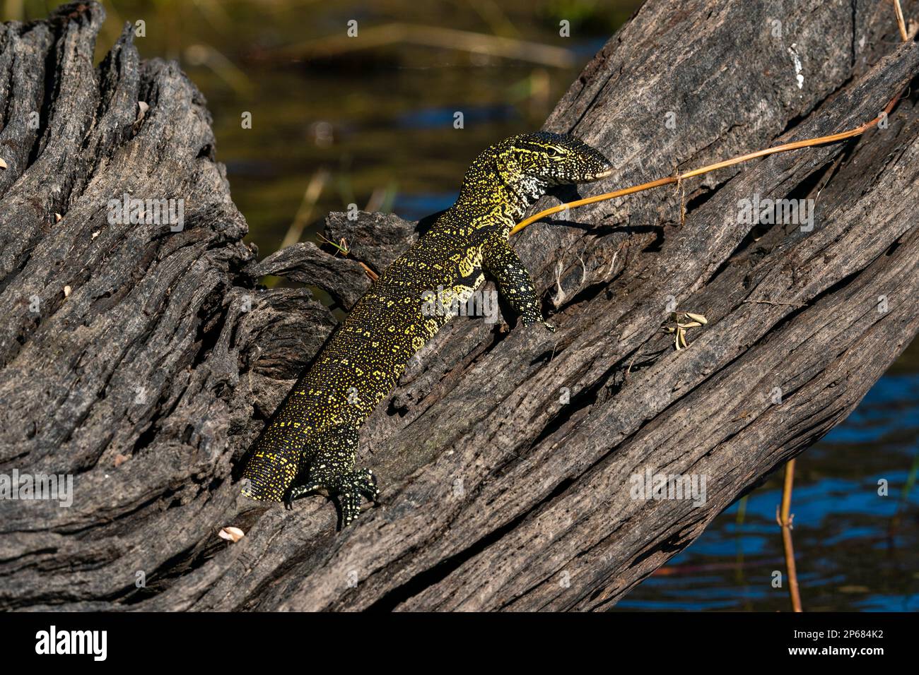 Nilmonitor (Varanus niloticus), Chobe-Nationalpark, Botsuana, Afrika Stockfoto
