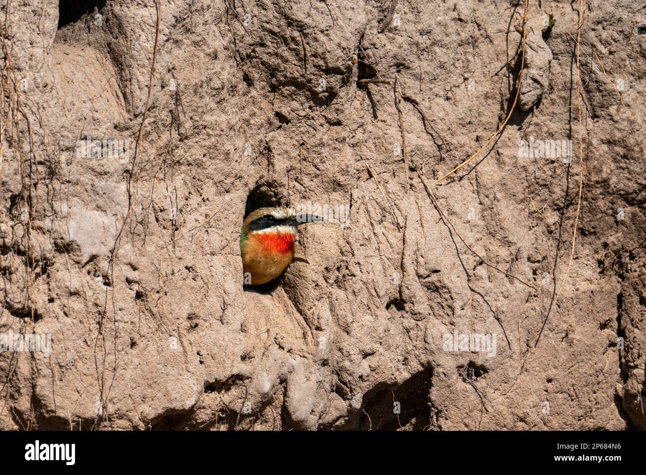 Bienenfresser mit weißer Front (Merops bullockoides) im Nest, Chobe-Nationalpark, Botsuana, Afrika Stockfoto