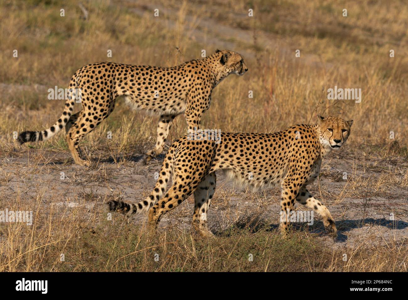 Zwei Geparden (Acinonyx jubatus) zu Fuß, Savuti, Chobe-Nationalpark, Botsuana, Afrika Stockfoto
