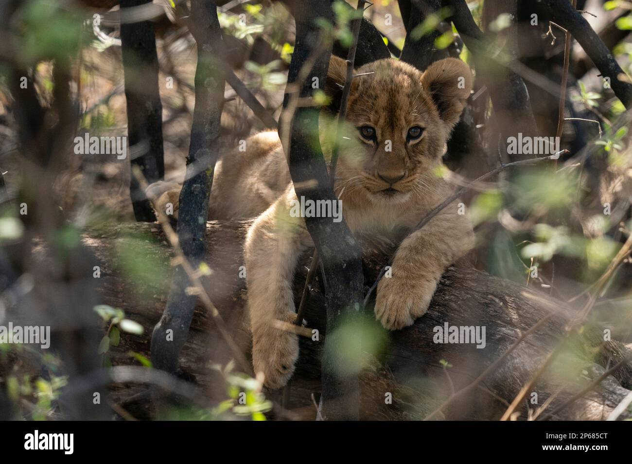 Ein Löwenjunges (Panthera leo), das sich im Busch versteckt, Khwai Concession, Okavango Delta, Botsuana, Afrika Stockfoto