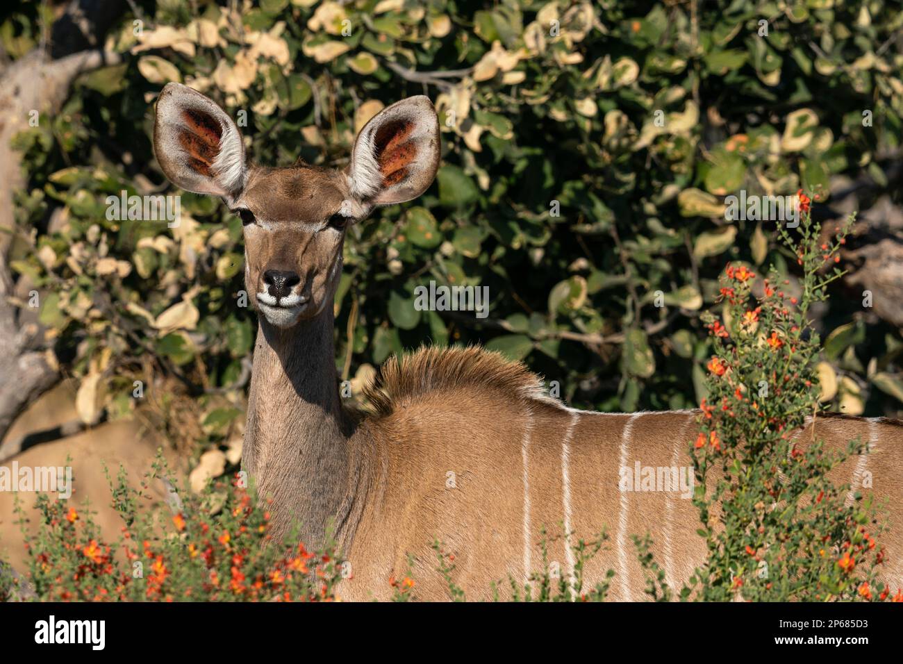Weiblicher Großkudu (Tragelaphus strepsiceros), der in die Kamera schaut, Khwai Concession, Okavango Delta, Botsuana, Afrika Stockfoto