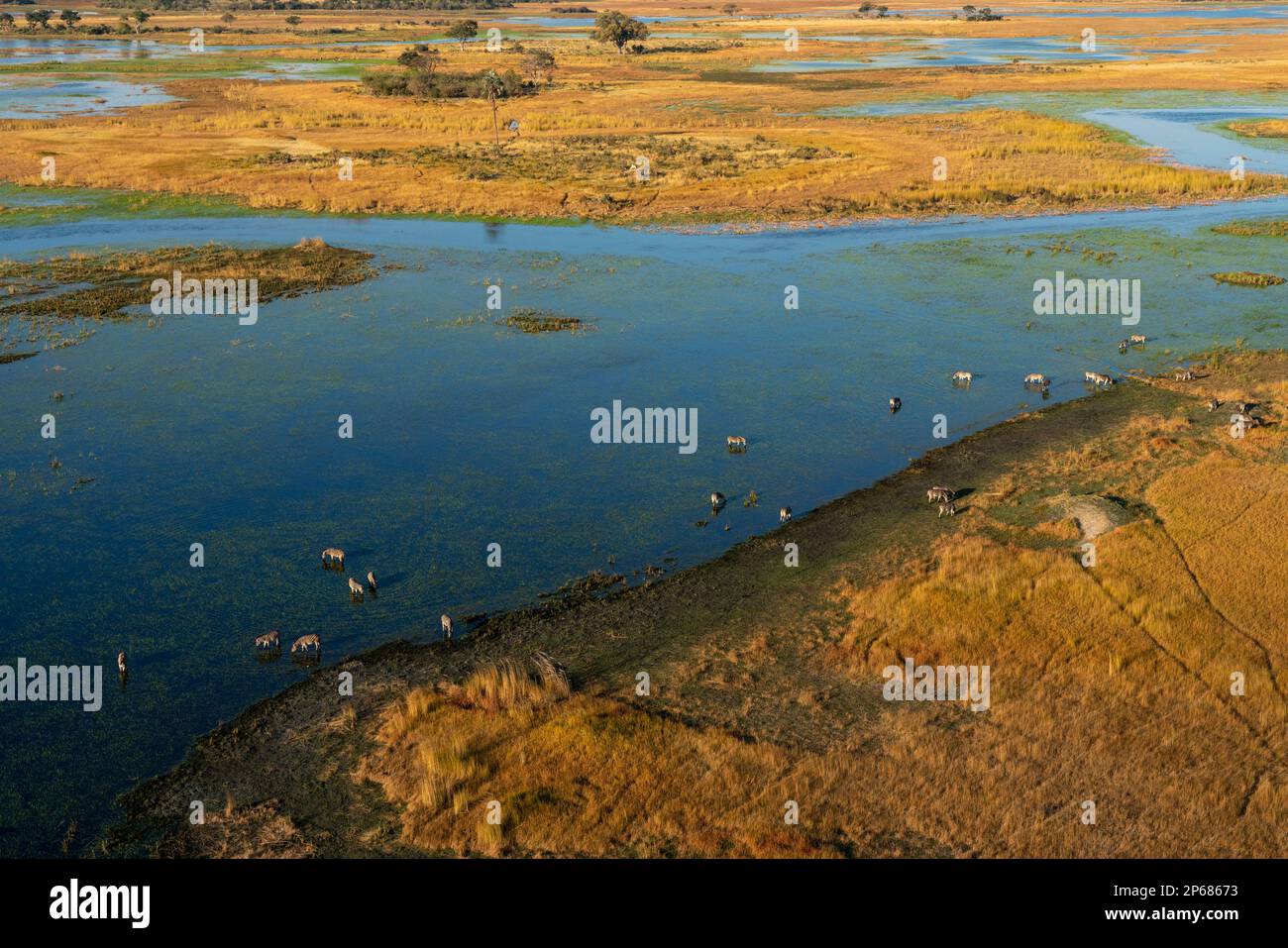 Aus der Vogelperspektive sehen Sie Zebras (Equus quagga) im Okavango-Delta, UNESCO-Weltkulturerbe, Botsuana, Afrika Stockfoto