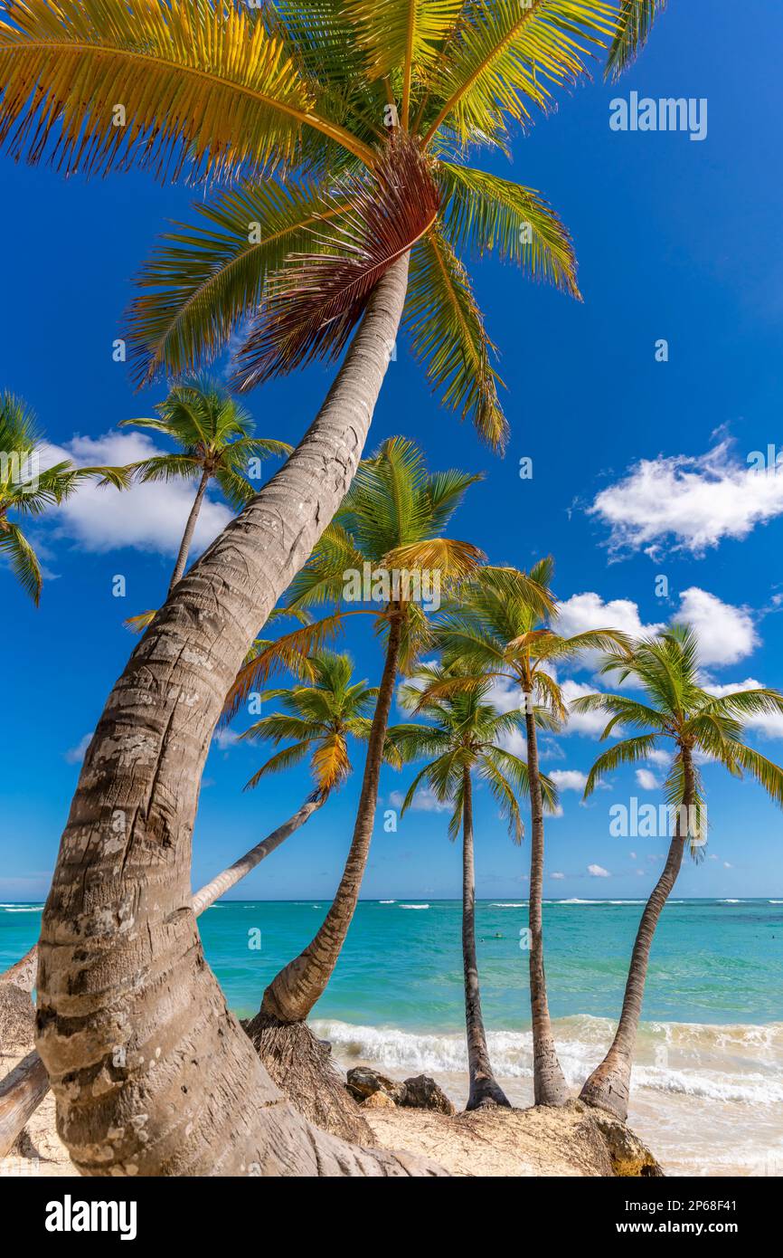 Blick auf Palmen und Meer am Bavaro Beach, Punta Cana, Dominikanische Republik, Westindischen Inseln, Karibik, Mittelamerika Stockfoto