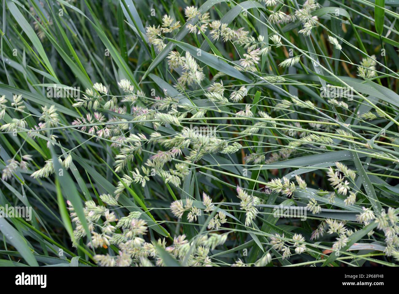 Wertvolles Futtergras Dactylis glomerata wächst in der Natur Stockfoto