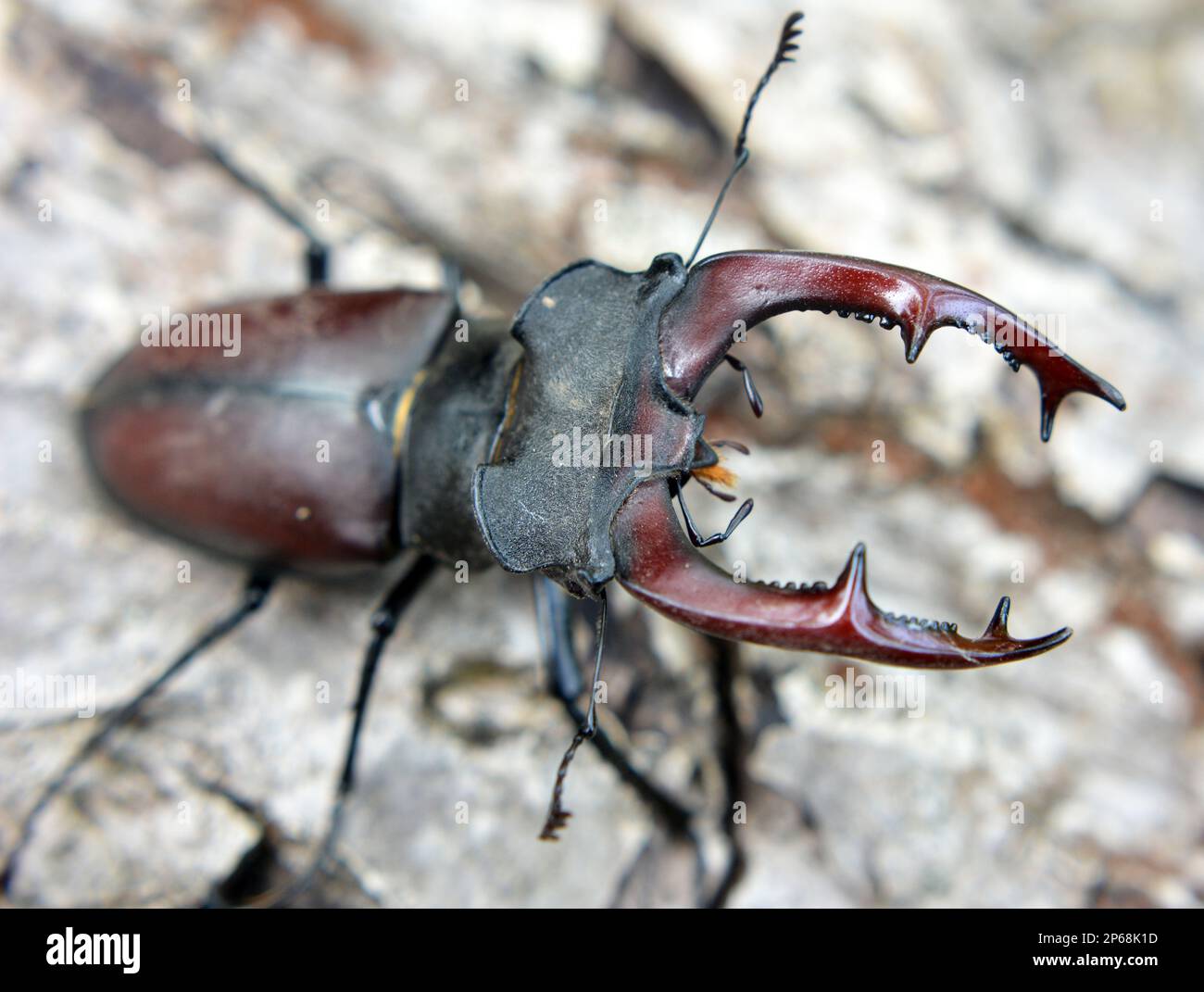In freier Wildbahn ein männlicher Hirschkäfer (Lucanus cervus) Stockfoto