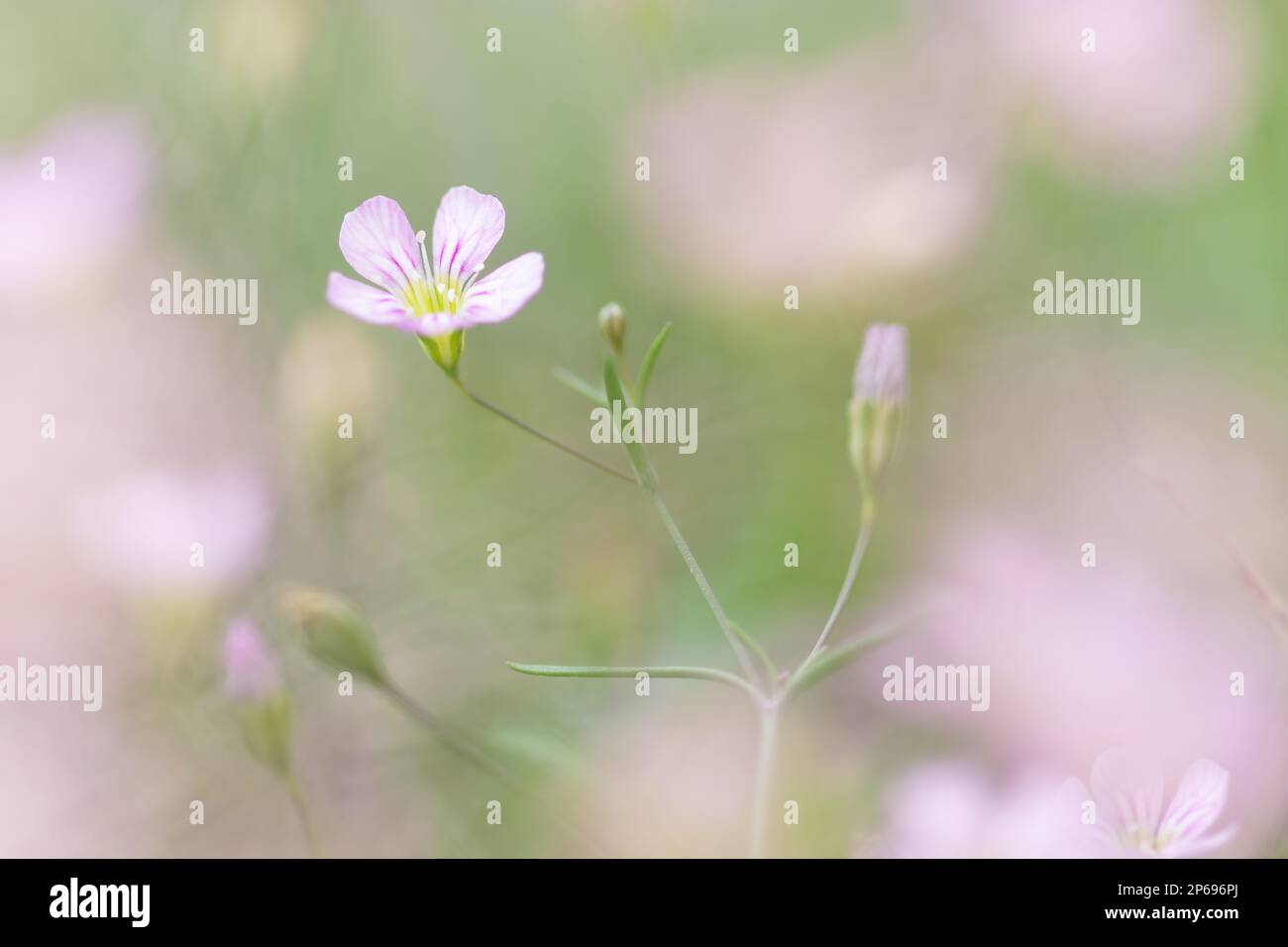 Rosa Blumen unter grünem Gras. Frühling, Sommer. Europa Stockfoto