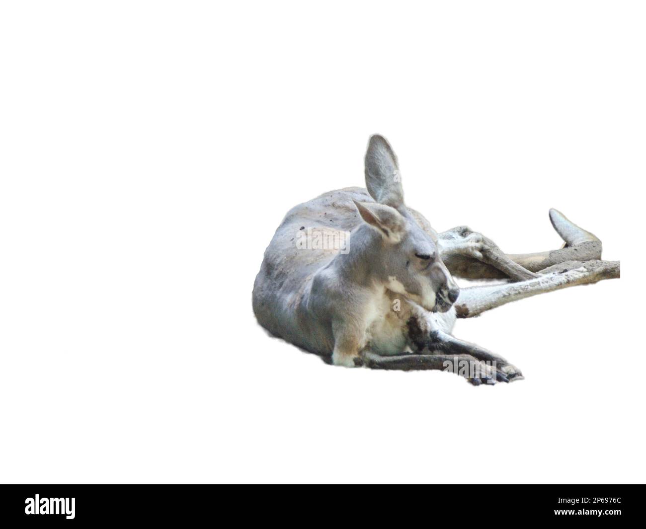 Känguru isoliert auf weißem Hintergrund Stockfoto