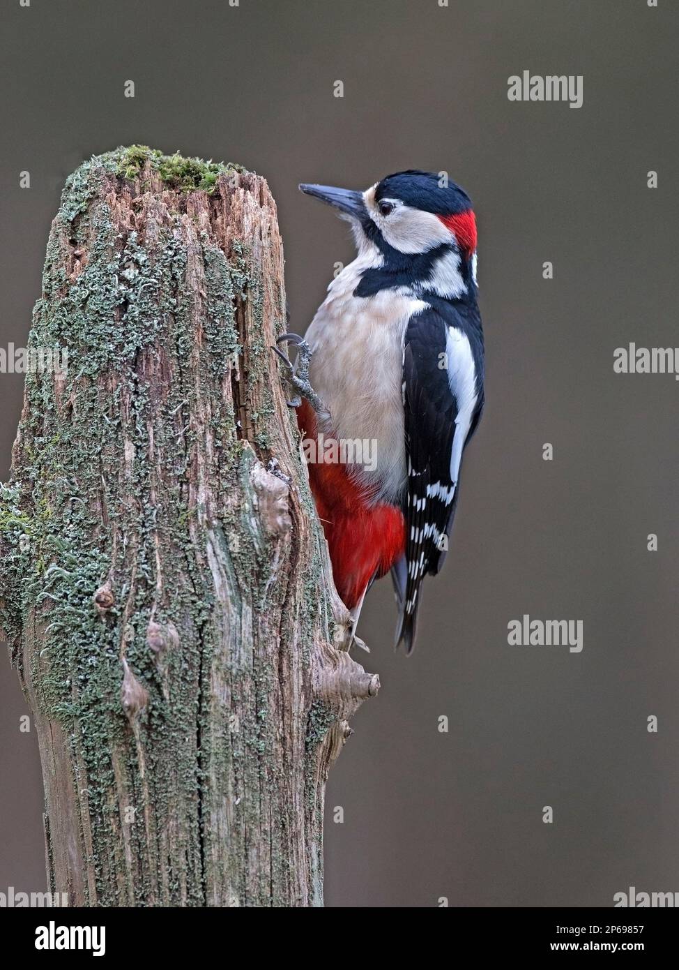 Männlich great spotted Woodpecker thront Stockfoto