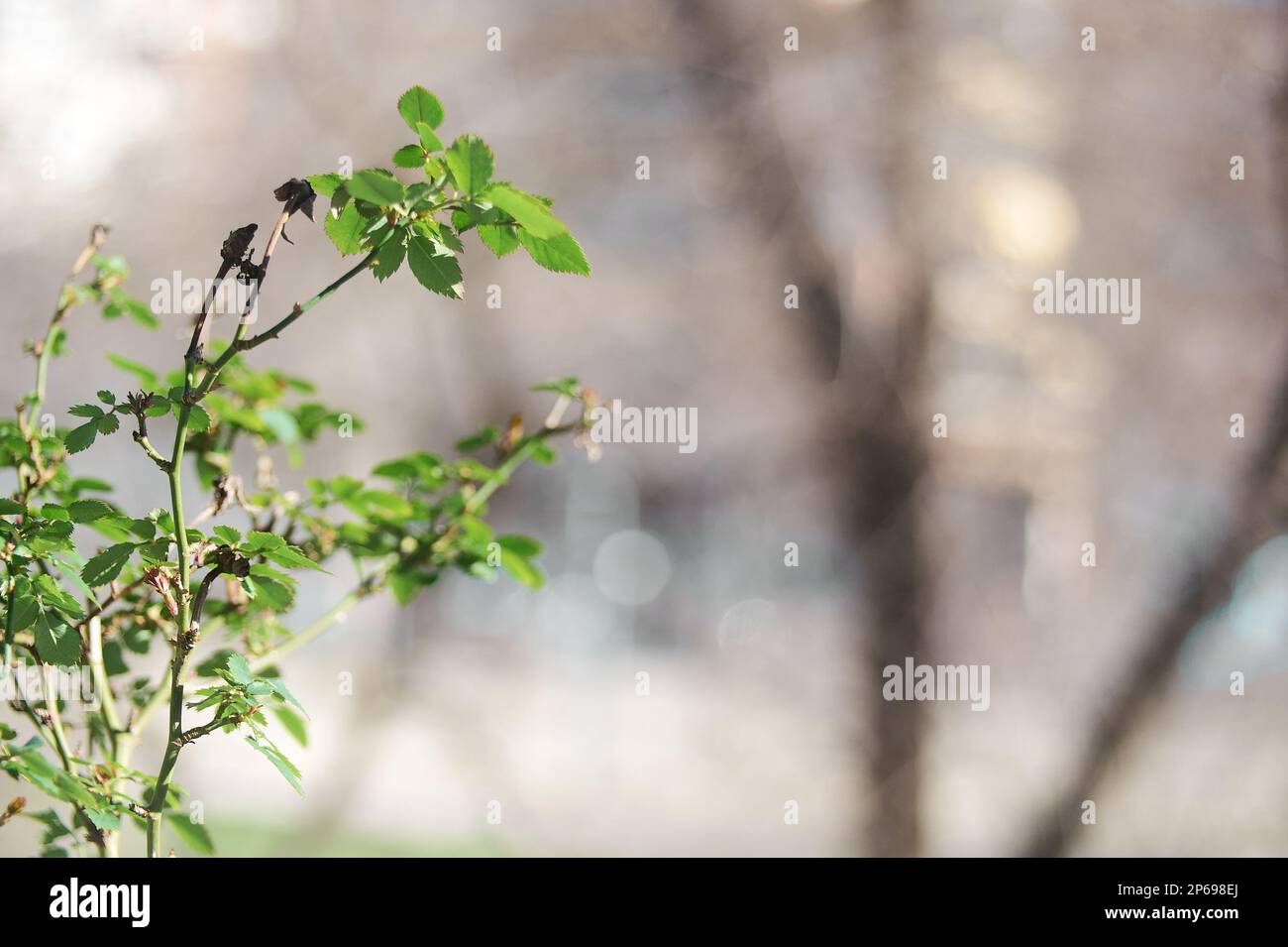 Rosenblätter mit einigen verwelkten Blättern auf unscharfem Hintergrund Stockfoto