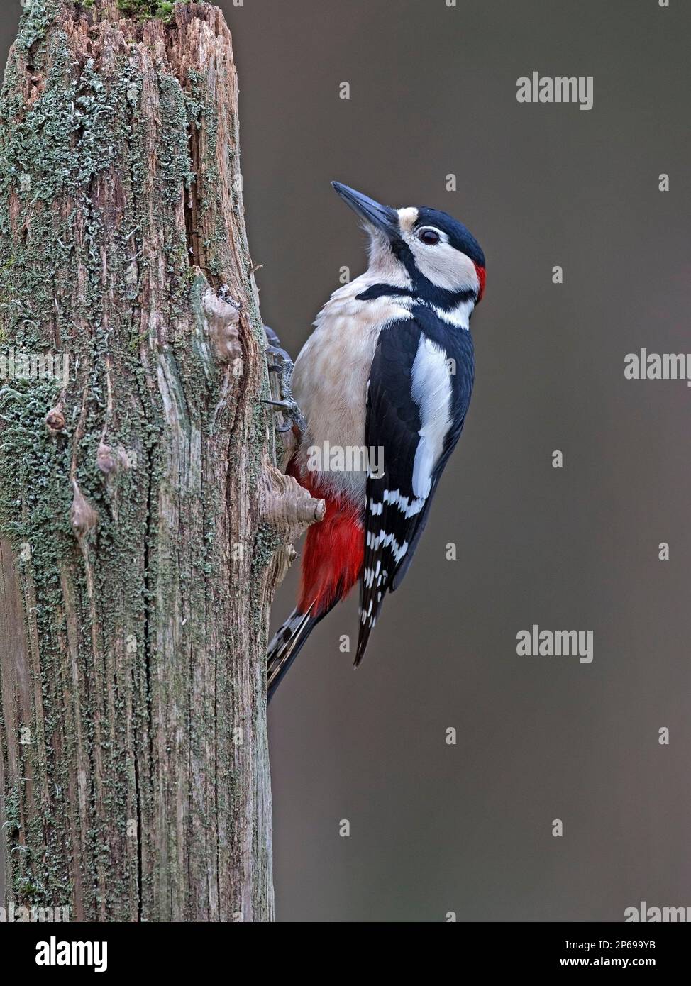 Große Männchen Specht am Baumstamm gesichtet Stockfoto