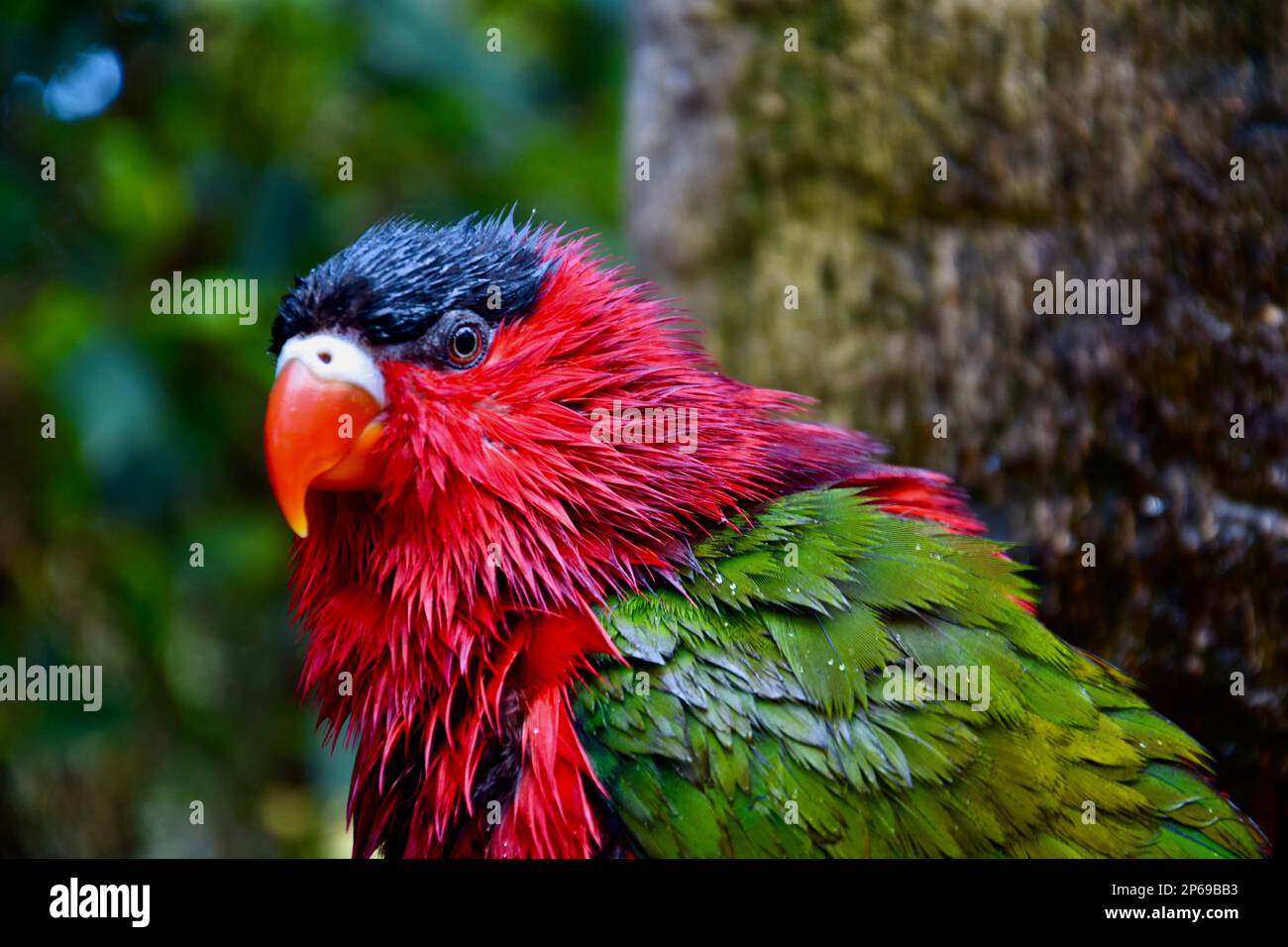 Roter, grüner und schwarzer Vogel Stockfoto