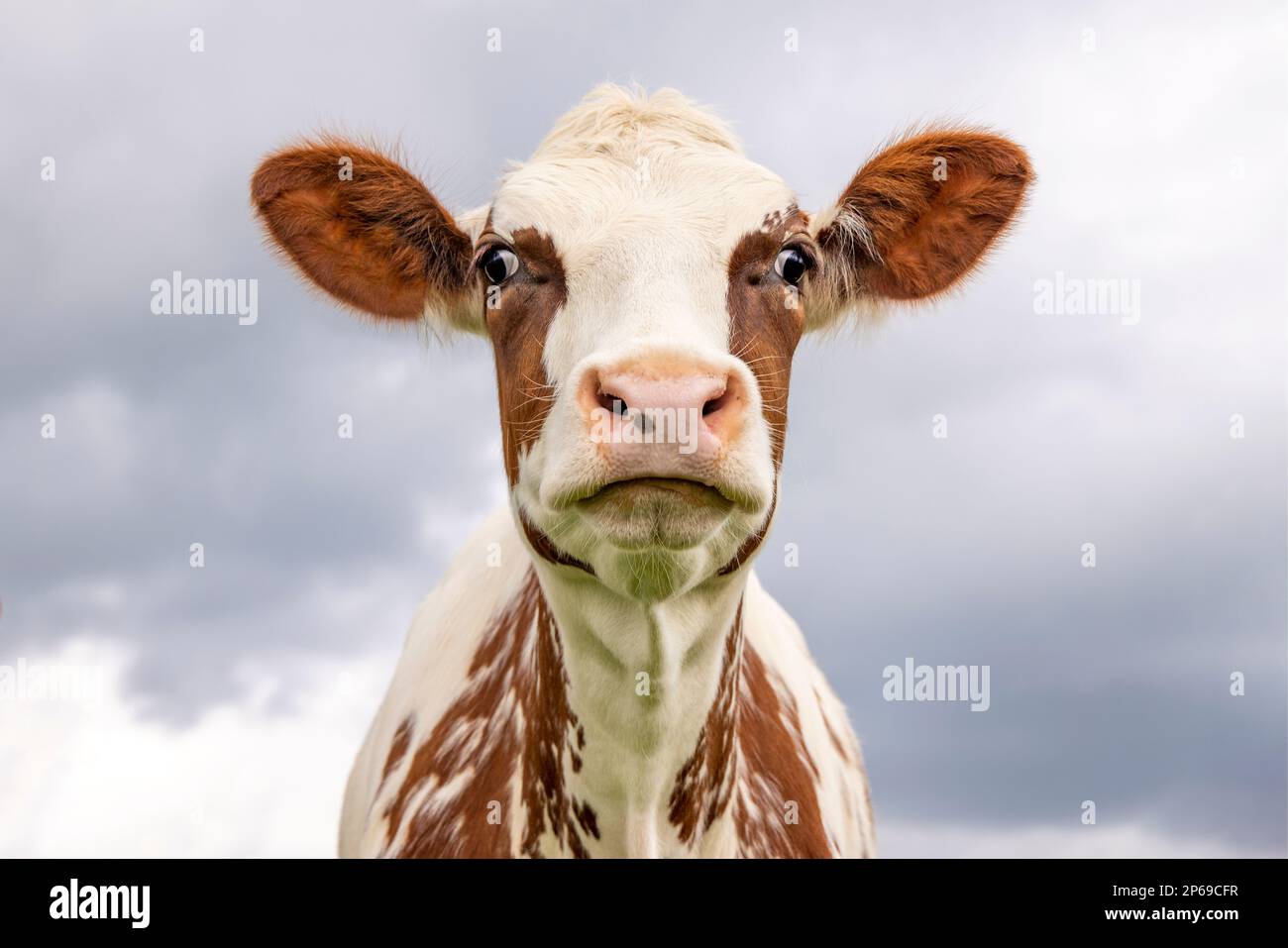 Lustiges Kuhporträt eines lustigen und komischen roten, rosa Nase und Dummy-Ausdruck, Himmelshintergrund Stockfoto