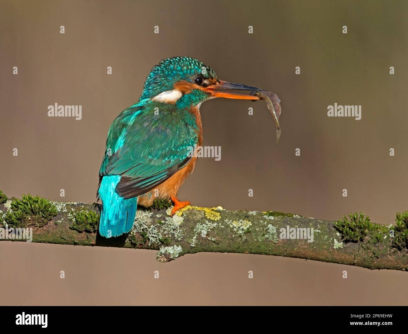 Weiblicher Königsfischer mit Fisch hoch oben Stockfoto