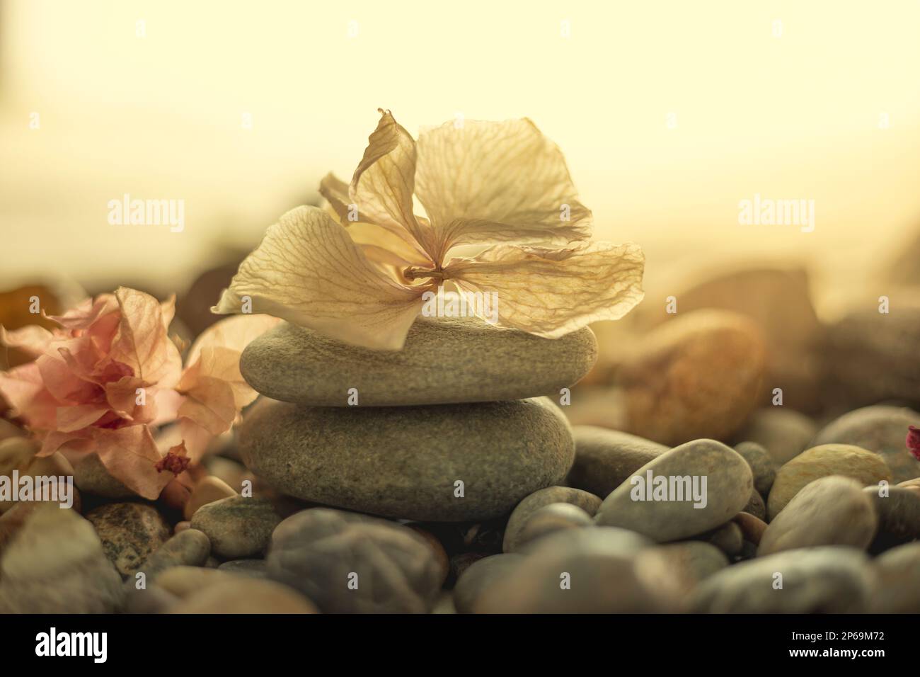 Nahaufnahme eines Steinstapels im Zen-Stil mit einer weißen Blume oben in einer Strandlage mit warmem Licht, das zur Meditation anregt Stockfoto