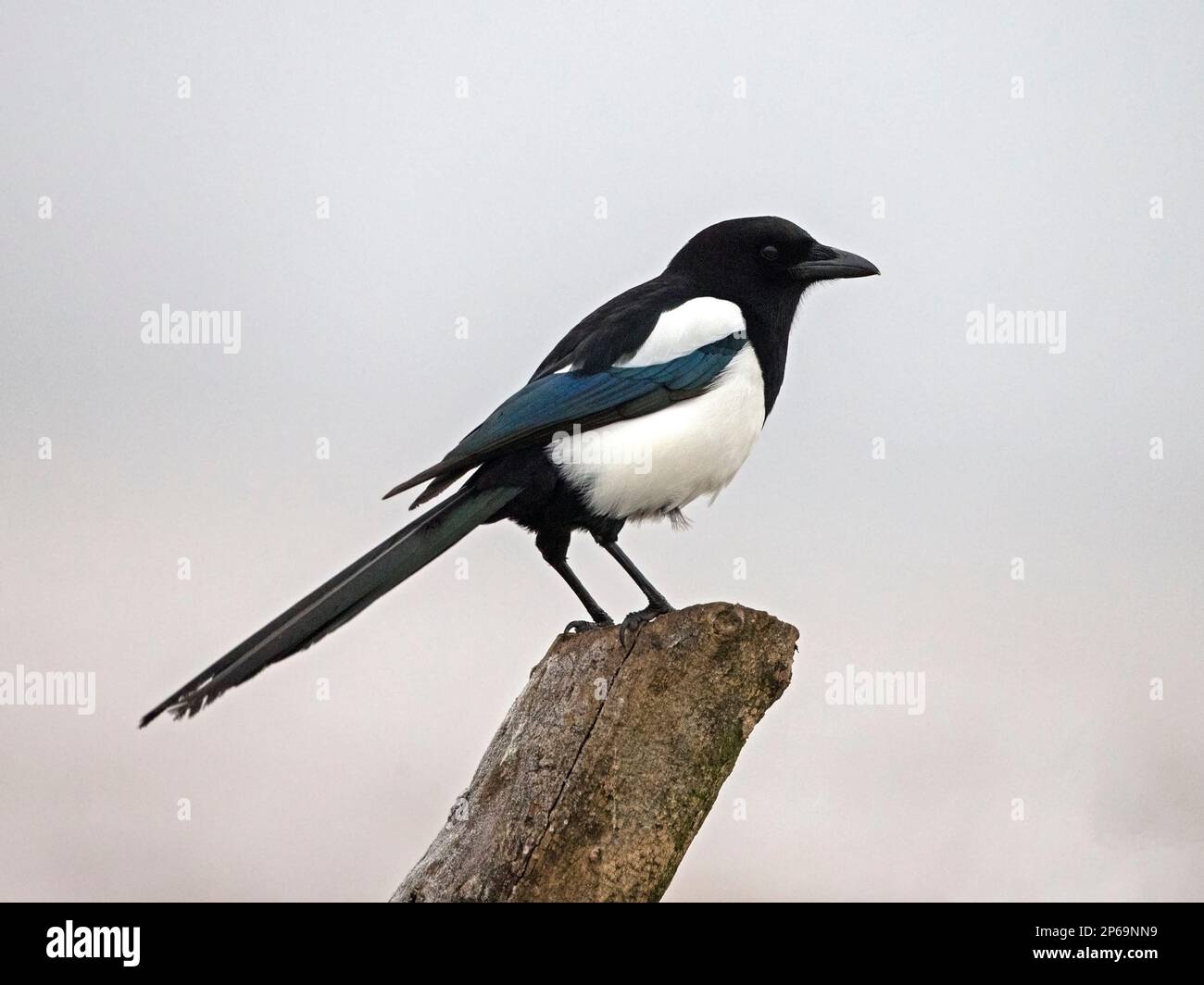 Europäische Elster thront Stockfoto