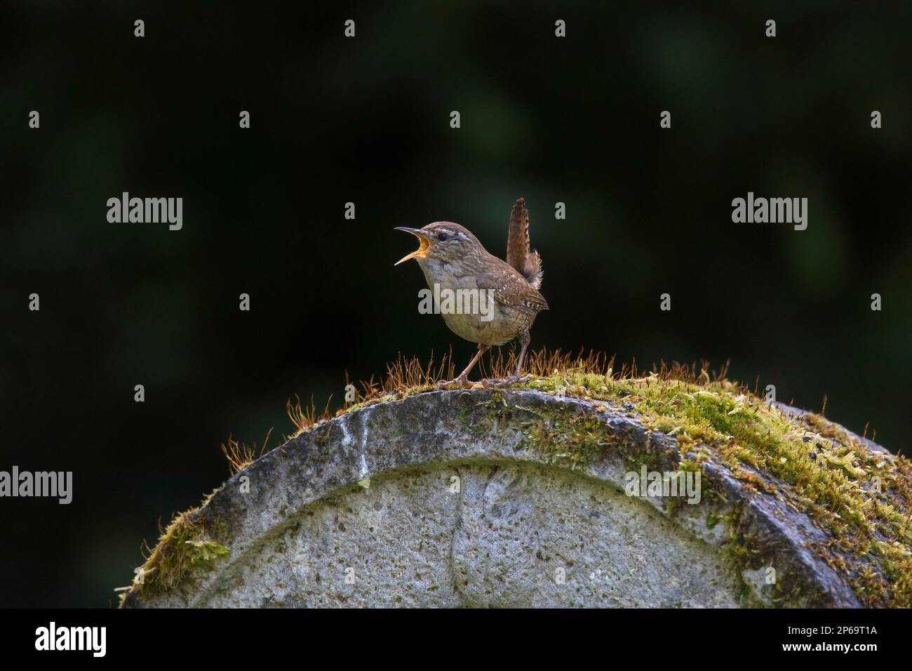 Eurasischer Zwerg/Nordzwerg (Troglodytes troglodytes/Motacilla troglodytes), der im Frühling auf dem Grabstein auf dem Friedhof gesungen hat Stockfoto