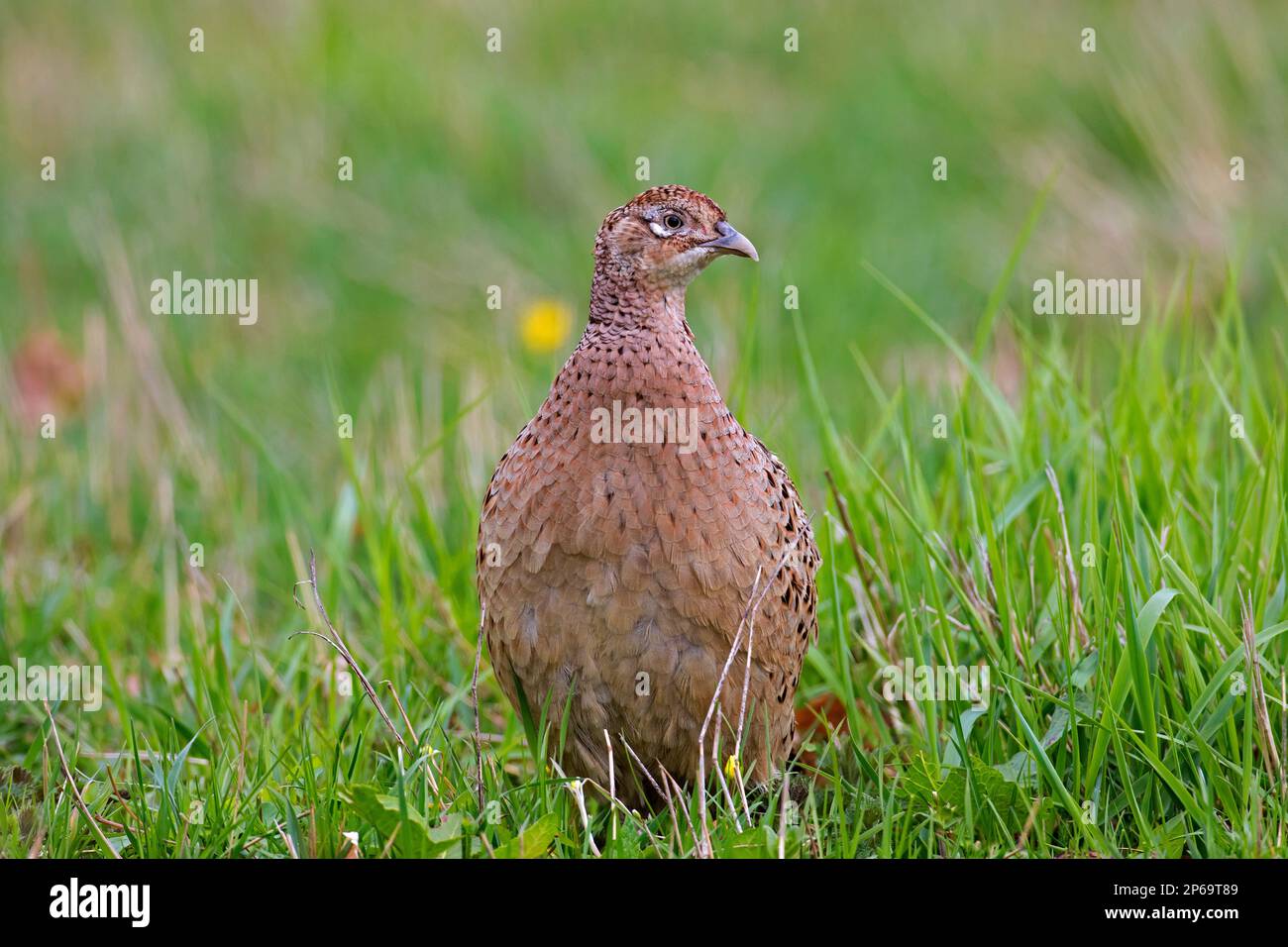 Gemeiner Fasan/Ringhals-Fasan (Phasianus colchicus), weiblich/Hühnerfutter auf Wiese/Feld im Frühling Stockfoto