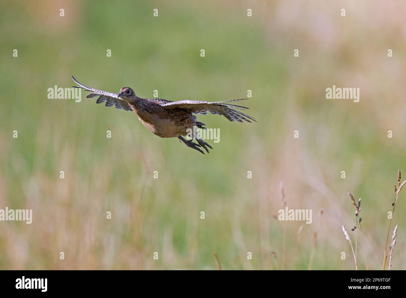 Gewöhnlicher Fasan/Ringfasan (Phasianus colchicus), weiblich/Henne, die im Sommer über das Feld fliegt Stockfoto