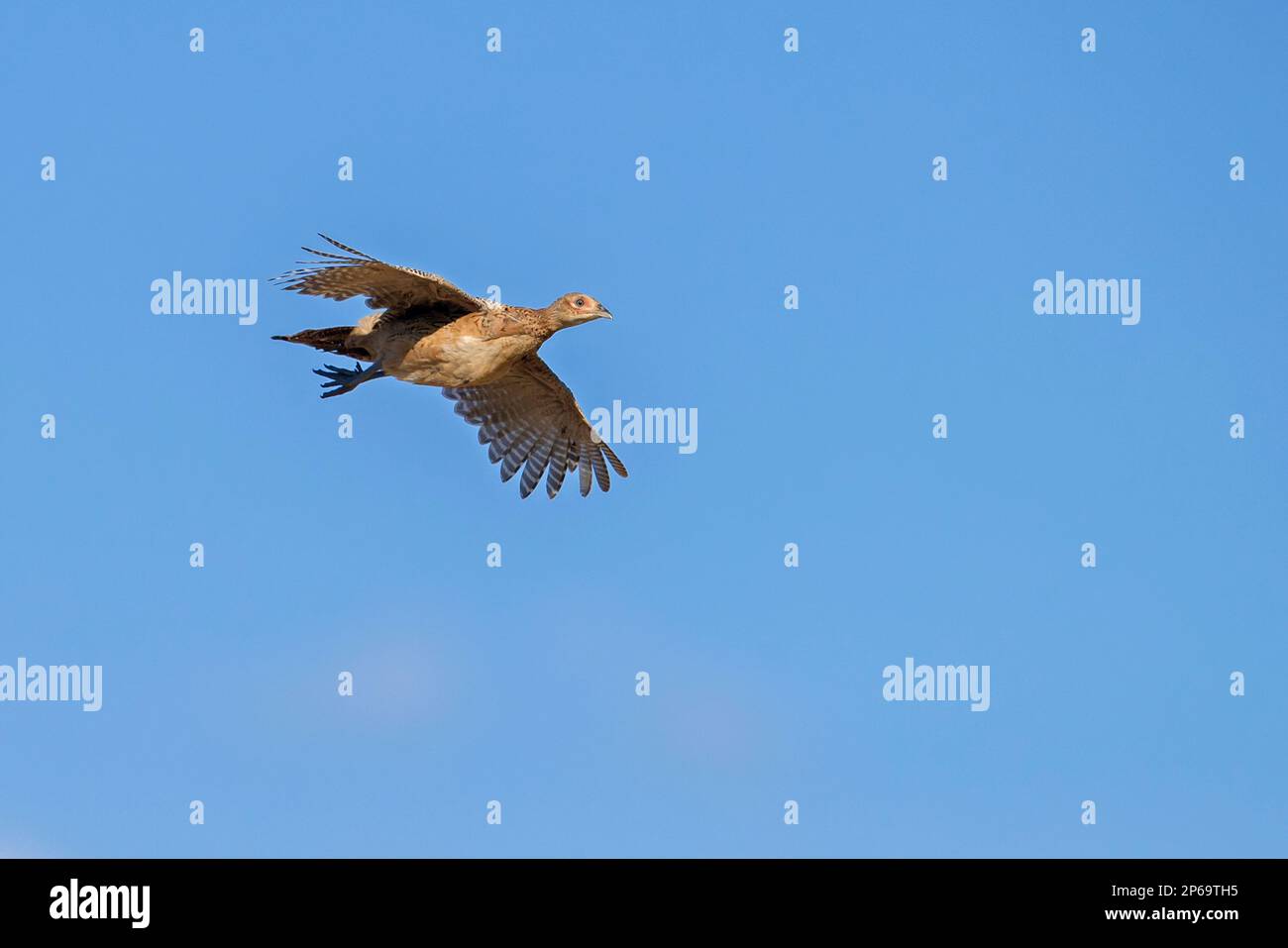 Gewöhnlicher Fasan/Ringfasan (Phasianus colchicus) weiblich/Huhn im Flug gegen den blauen Himmel im Sommer Stockfoto