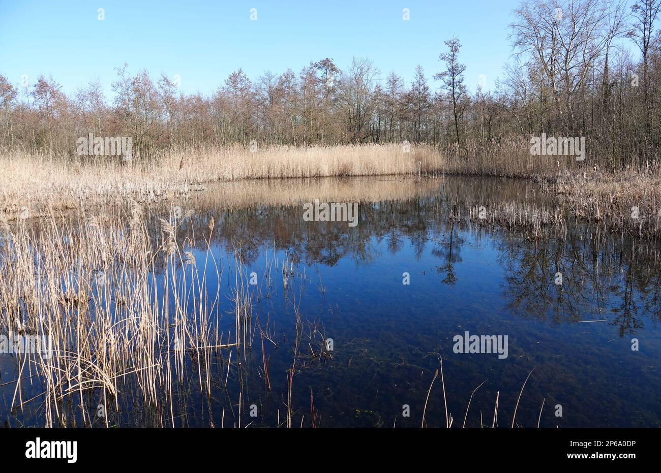Ein ruhiger kleiner See im letzten Teil des alten Waldes in den Niederlanden. Beekbergerwoud ist ein Karren mit Wald und Schilf Stockfoto