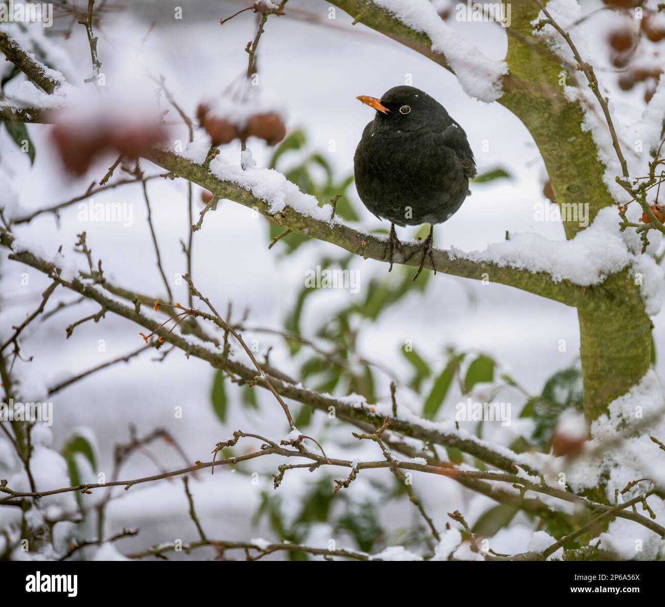 Nahaufnahme einer Amsel, die in einem Apfelbaum sitzt Stockfoto