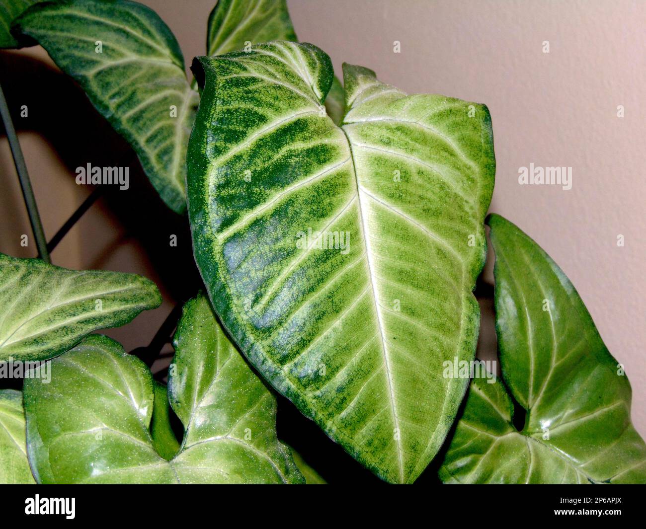 arrowhead-Rebpflanzen (Syngonium podophyllum) Stockfoto