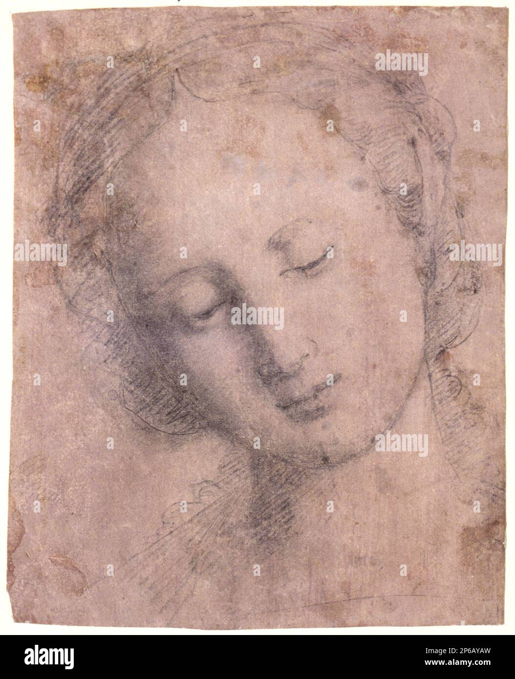 Artist Unknown (Florentiner Schule), Head of a Young Woman, 16. Jahrhundert, schwarze Kreide auf lavendelfarbenem, getöntem Papier. Stockfoto