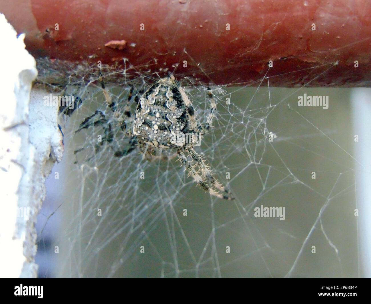 Die Spinne Araneus ventricosus in Rumänien Stockfoto