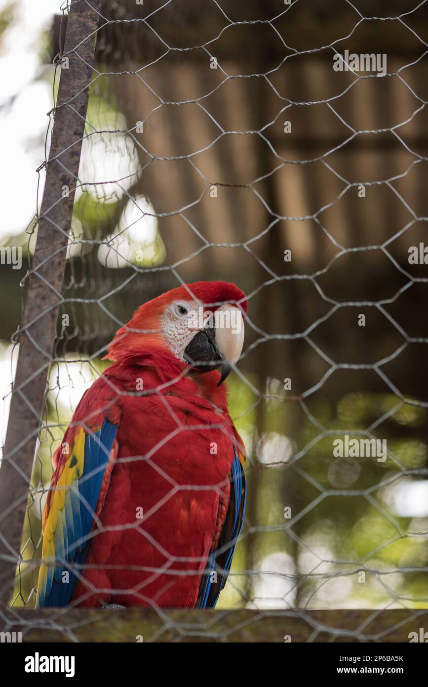 Captive Scarlet Macaw (Ara macao) Teil eines Zuchtprogramms in Guacamayas, Chiapas State, Mexiko Stockfoto