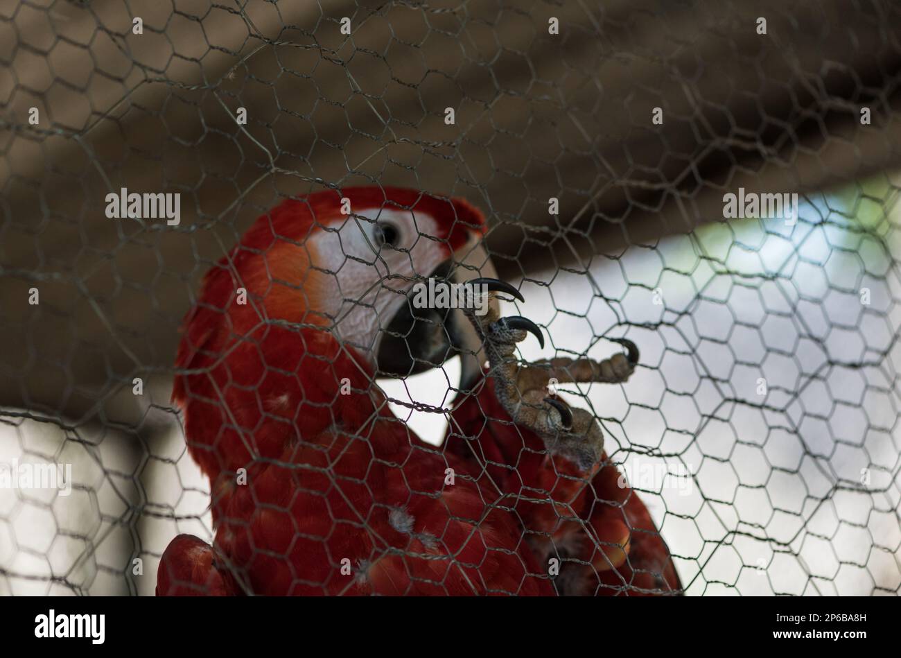 Captive Scarlet Macaw (Ara macao) Teil eines Zuchtprogramms in Guacamayas, Chiapas State, Mexiko Stockfoto