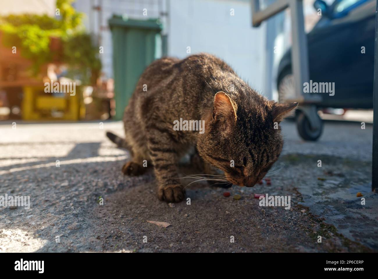 Obdachlose Katze isst Katzenfutter auf der Straße. Stockfoto