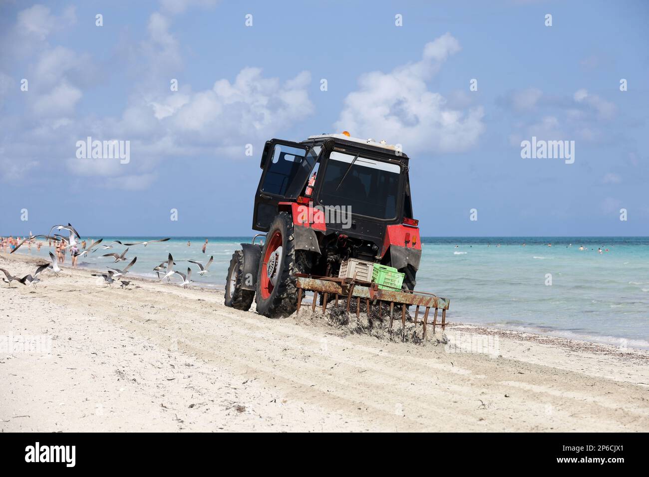 Der Traktor reinigt den Strandsand von Seegras. Küstenreinigung im karibischen Inselresort im Atlantischen Ozean Stockfoto