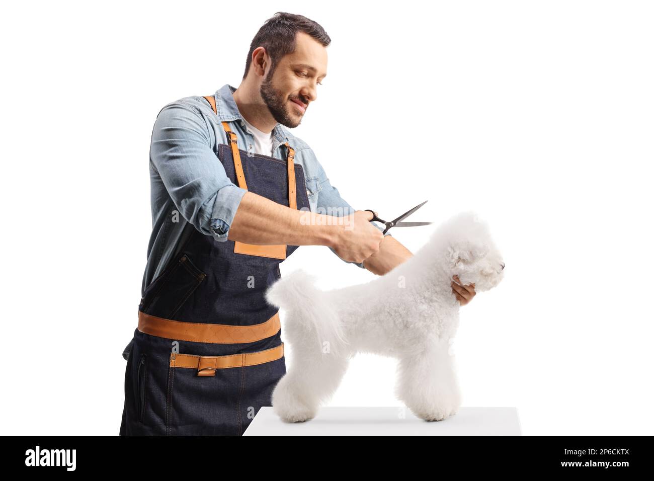 Professioneller männlicher Tierpfleger, der eine Schere hält und einen bichon Frise Hund auf weißem Hintergrund pflegt Stockfoto