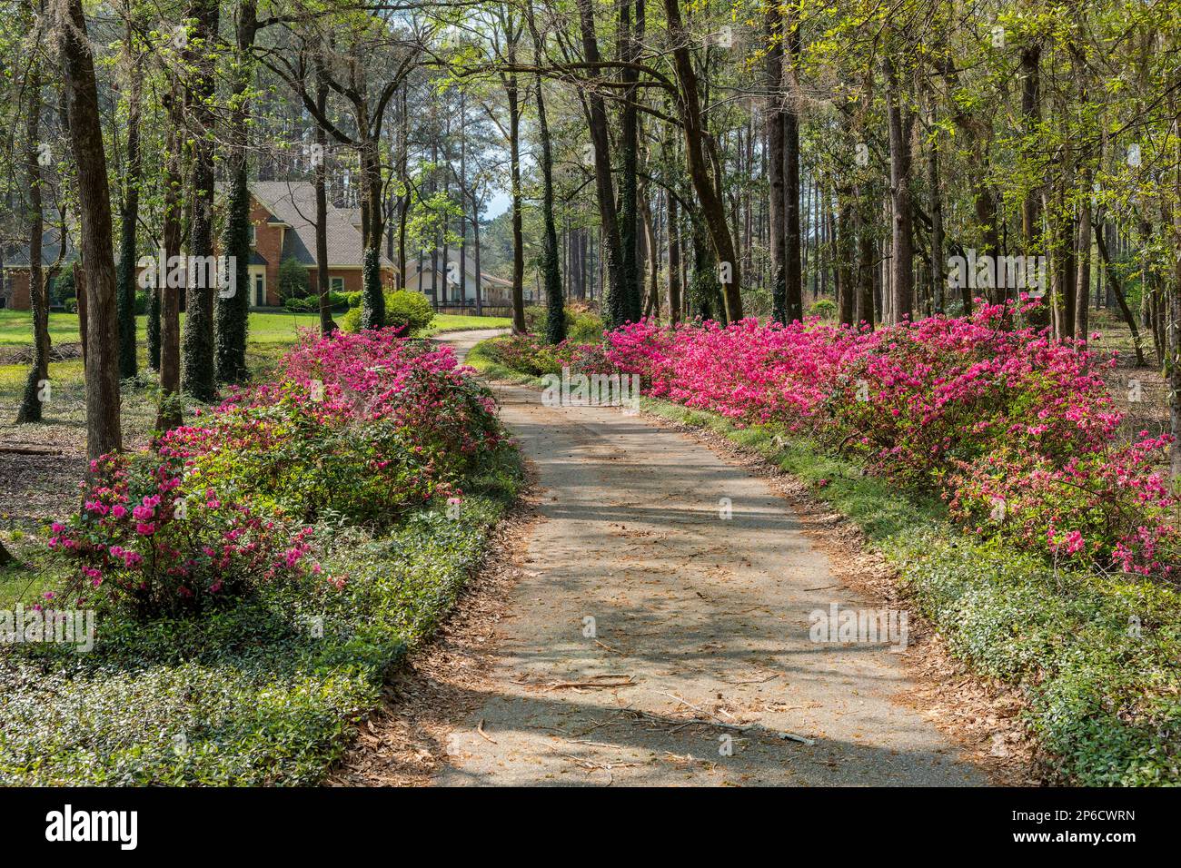 Rosafarbene Azaleen in Blüte oder Blüte säumen die gewundene Einfahrt zu einem Landgut im ländlichen Alabama, USA. Stockfoto