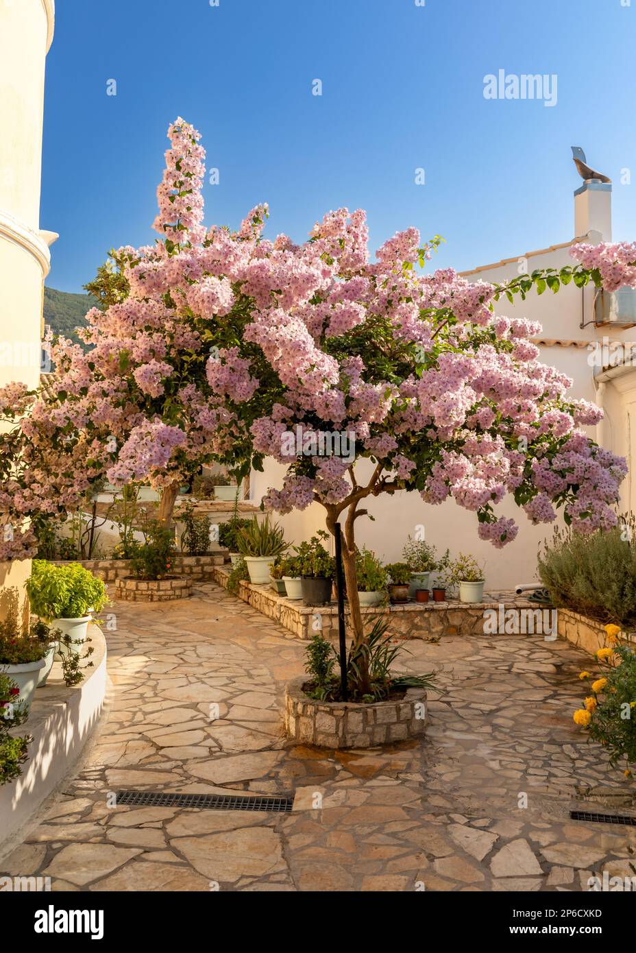 Fliederbaum im Garten des Klosters Paleokastritsa auf der Insel Korfu, Griechenland Stockfoto