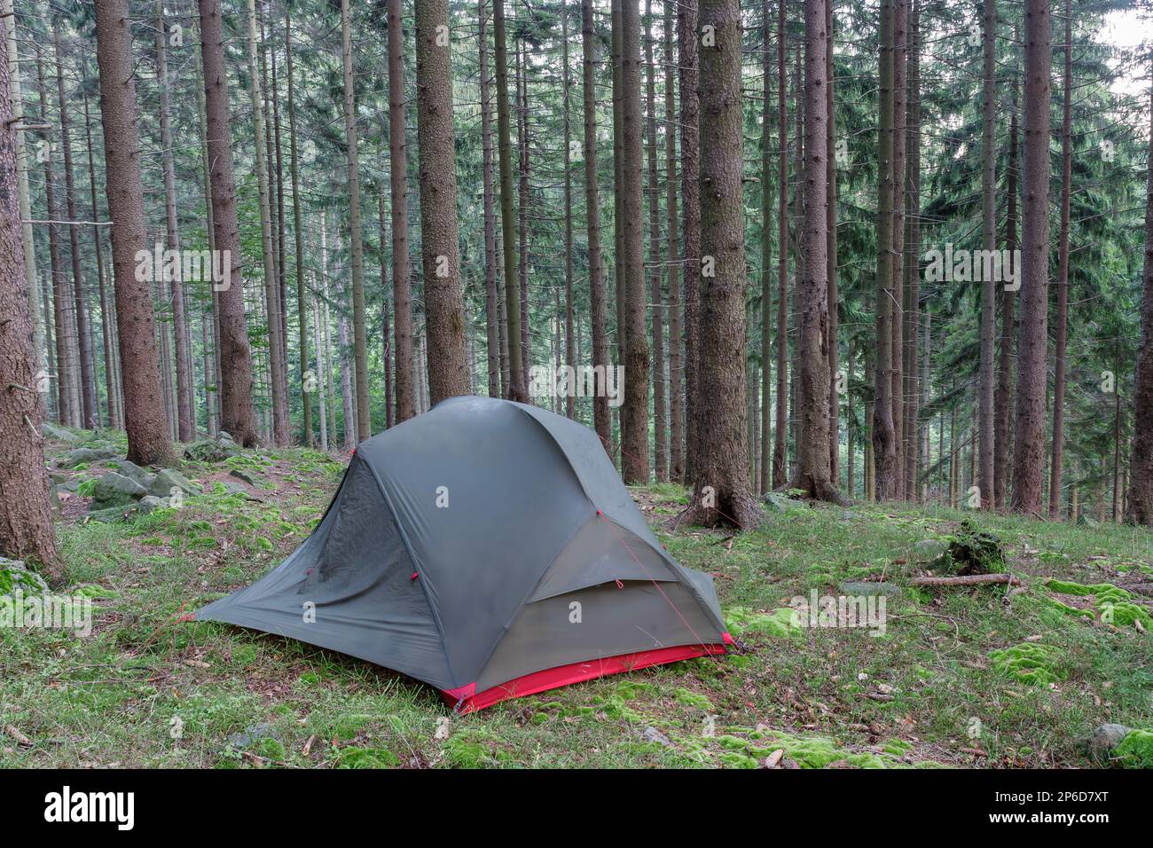 Leichtes freistehendes Dreijahreszelt für 2 Personen, innerer Zeltkörper mit Niederschlag, auf Wald am Abend im Fichtenwald in den Beskid Mountains Stockfoto