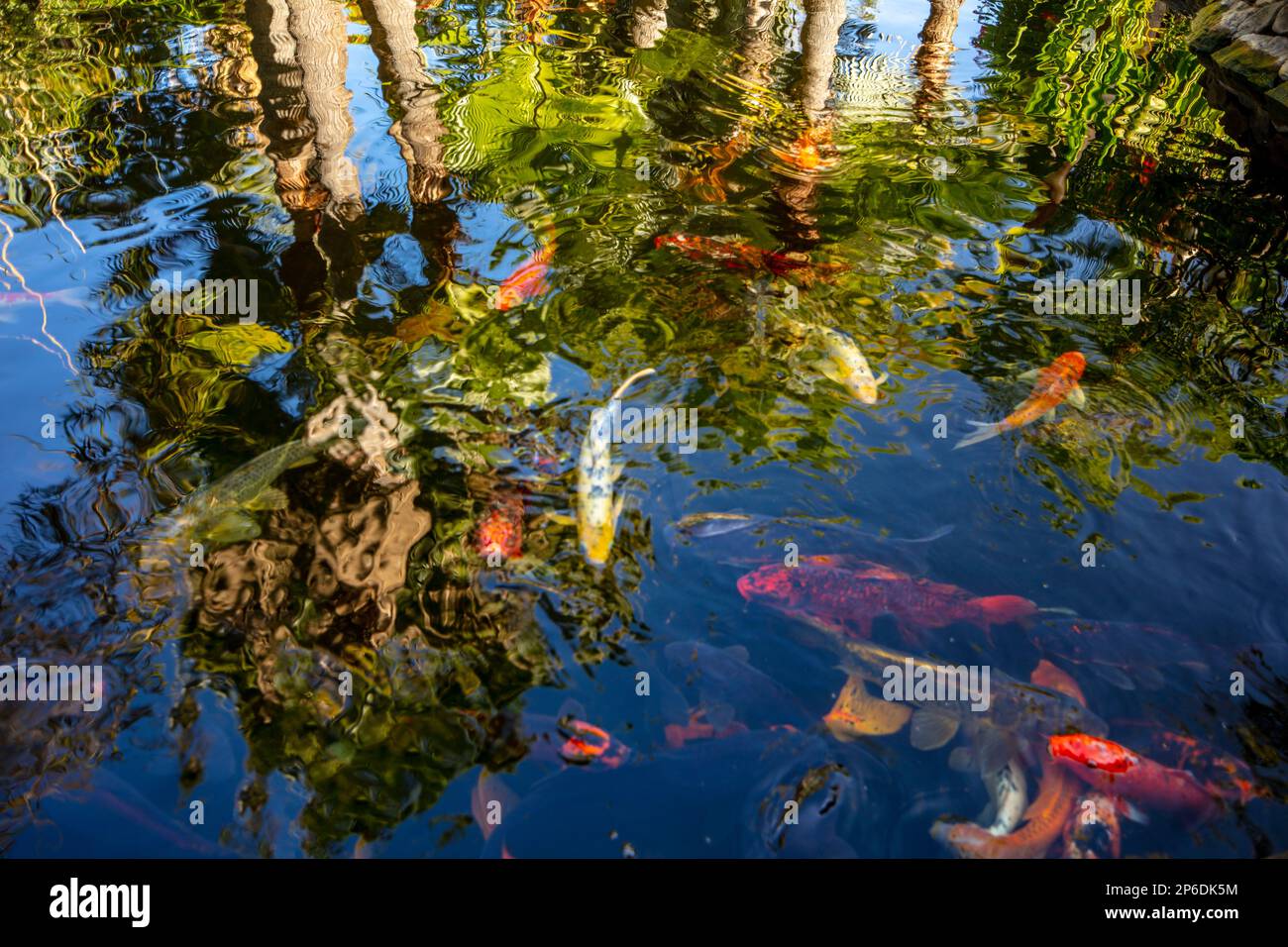 Unglaublich schöne Koi Karpfen, Amurenkarpfen, Cyprinus rubrofuscus, in einem künstlichen Teich auf Teneriffa (Kanarische Inseln) mit einem farbenfrohen Hintergrund Stockfoto