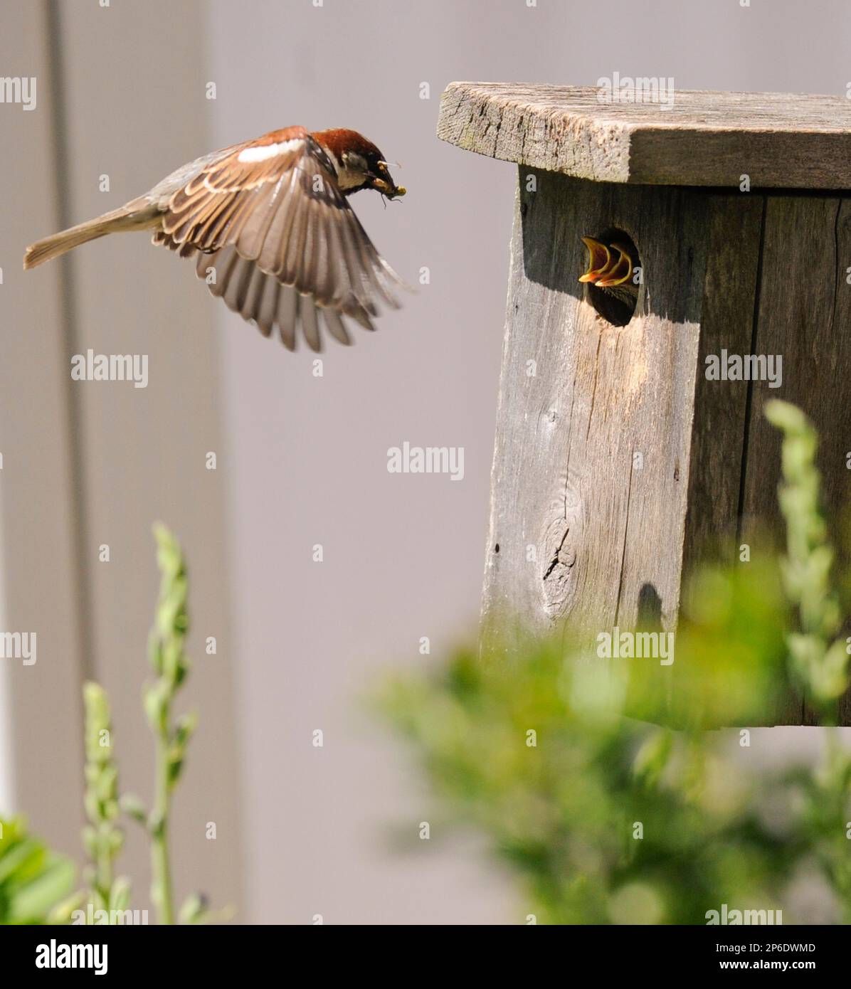 A male House Sparrow flies up to a bluebird box with an insect to feed