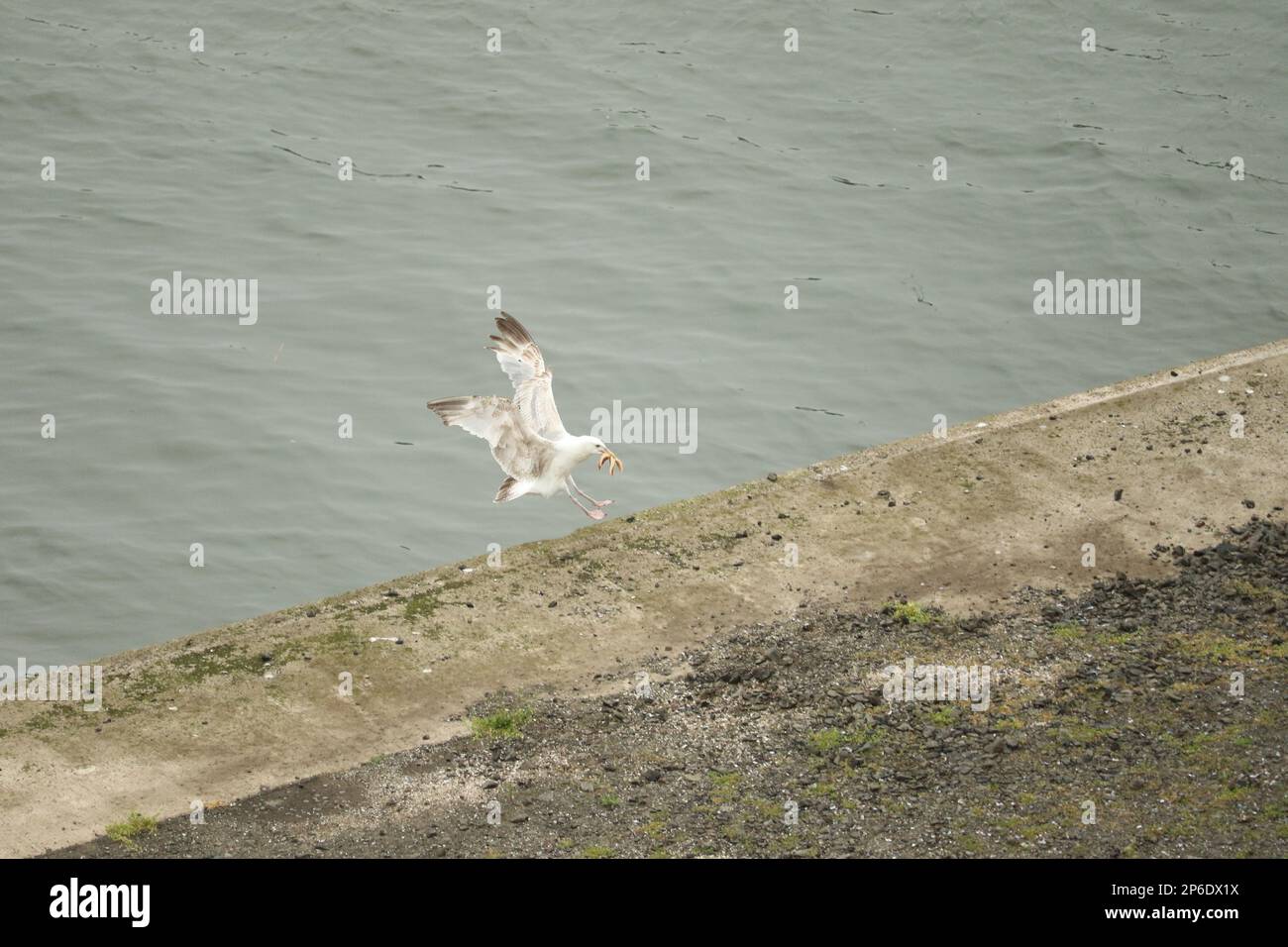 Seestern mund -Fotos und -Bildmaterial in hoher Auflösung – Alamy