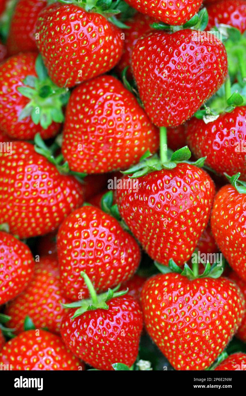 Vollformatbild mit leuchtend roten Erdbeeren (Fragaria x ananassa), traditionellen britischen Früchten mit saftigen, glänzenden, strukturierten Samenhäuten Stockfoto