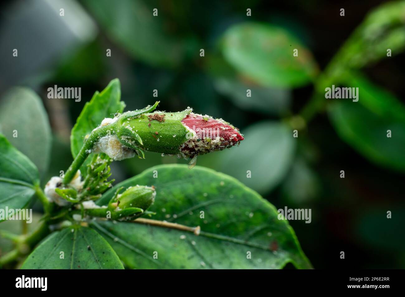 Blattläuse befallene Hibiskuspflanze im Garten. Blattläuse saugen Schädling, der die Pflanze schädigt, indem sie pflanzensaft saugen und die Pflanze mit Virus infizieren. Stockfoto