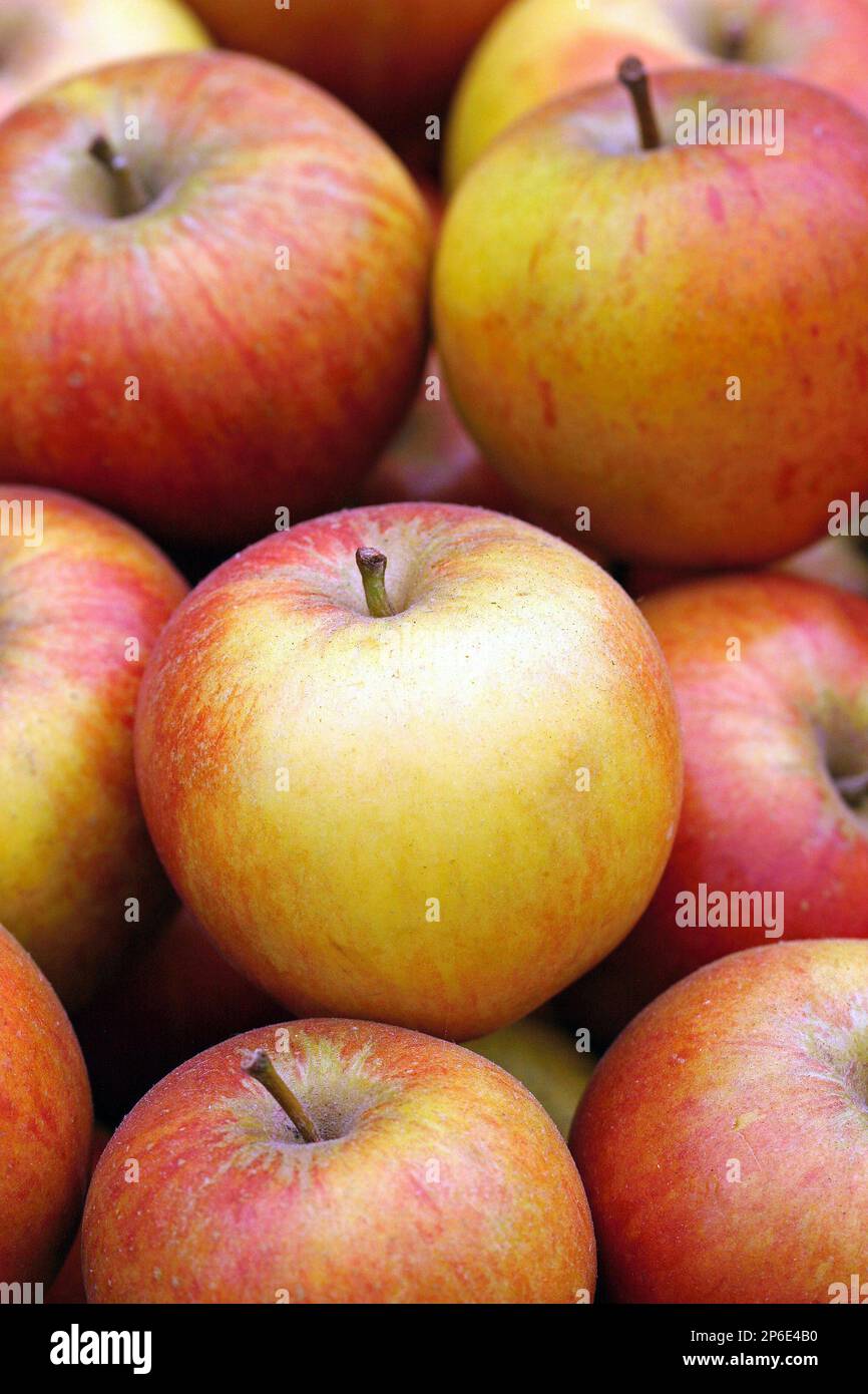 Vollformat-Makrobild eines Apfelstapels (Malus domestica) Stockfoto