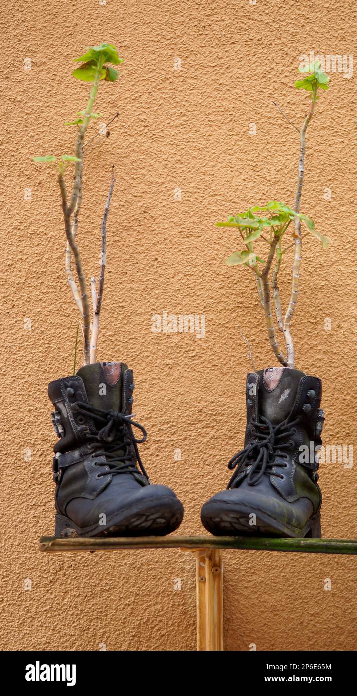 Alte Stiefel, die als Blumentöpfe benutzt wurden. Nachhaltigkeits- und Wiederverwendungskonzept. Stockfoto