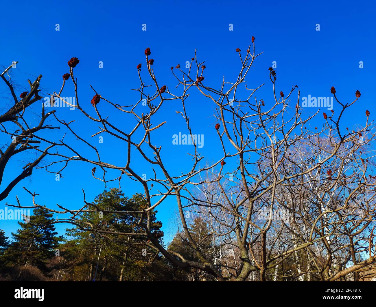 Im Frühling im Stadtpark ein Sumachirsch gehornt. Große Krone von Rhus typhina L mit den leuchtend roten Früchten des letzten Jahres. Stockfoto Im Frühling im Stadtpark ein Sumachirsch gehornt. Große Krone von Rhus typhina L mit den leuchtend roten Früchten des letzten Jahres. Stockfoto