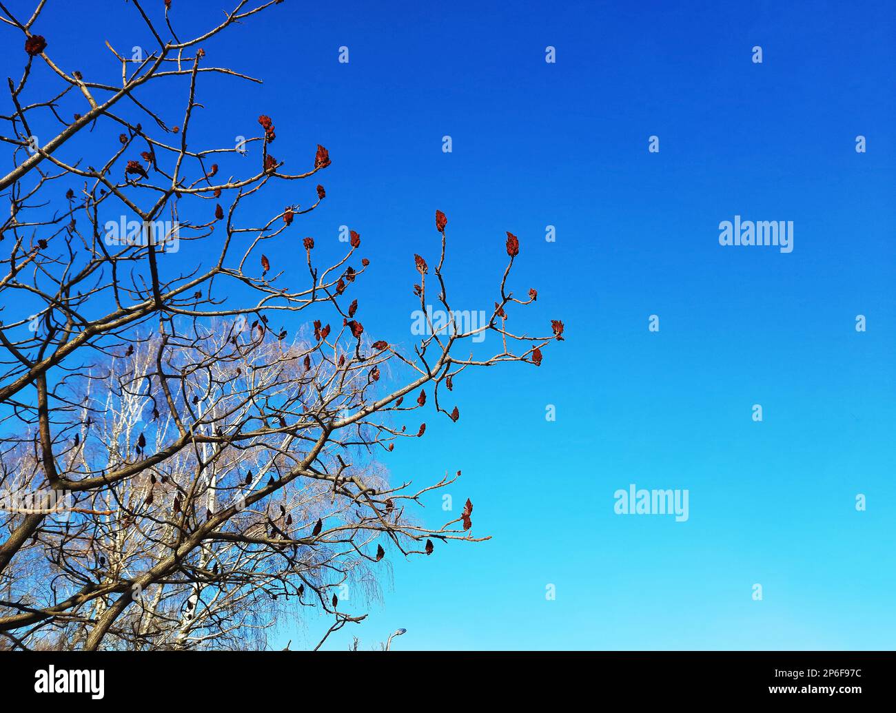 Im Frühling im Stadtpark ein Sumachirsch gehornt. Große Krone von Rhus typhina L mit den leuchtend roten Früchten des letzten Jahres. Stockfoto Im Frühling im Stadtpark ein Sumachirsch gehornt. Große Krone von Rhus typhina L mit den leuchtend roten Früchten des letzten Jahres. Stockfoto