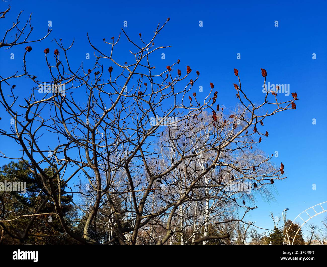 Im Frühling im Stadtpark ein Sumachirsch gehornt. Große Krone von Rhus typhina L mit den leuchtend roten Früchten des letzten Jahres. Stockfoto Im Frühling im Stadtpark ein Sumachirsch gehornt. Große Krone von Rhus typhina L mit den leuchtend roten Früchten des letzten Jahres. Stockfoto