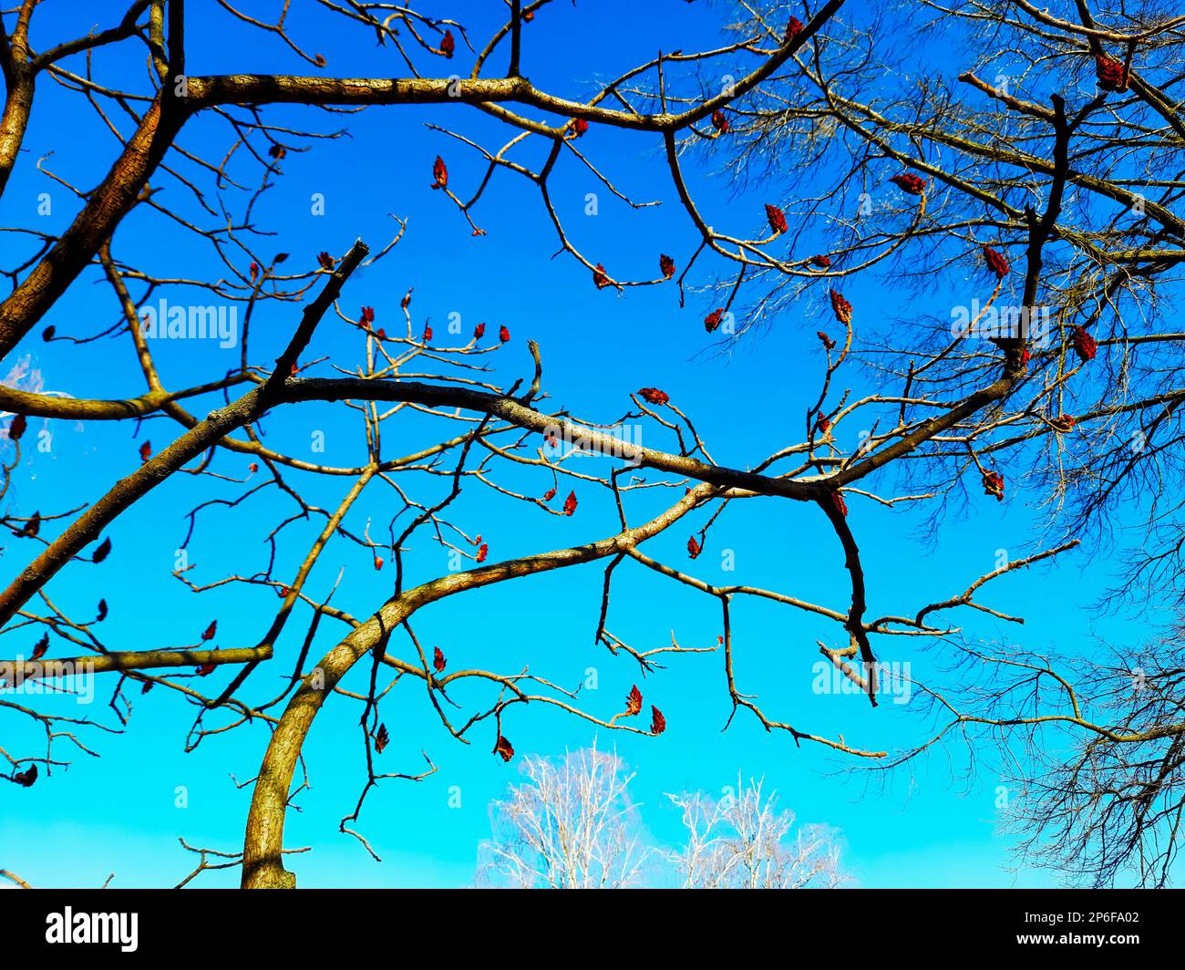 Im Frühling im Stadtpark ein Sumachirsch gehornt. Große Krone von Rhus typhina L mit den leuchtend roten Früchten des letzten Jahres. Stockfoto Im Frühling im Stadtpark ein Sumachirsch gehornt. Große Krone von Rhus typhina L mit den leuchtend roten Früchten des letzten Jahres. Stockfoto