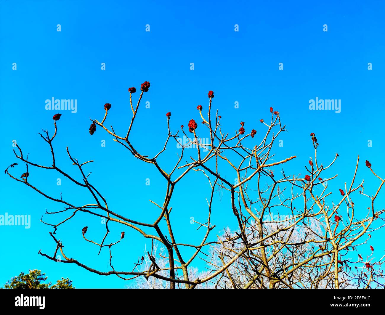 Im Frühling im Stadtpark ein Sumachirsch gehornt. Große Krone von Rhus typhina L mit den leuchtend roten Früchten des letzten Jahres. Stockfoto Im Frühling im Stadtpark ein Sumachirsch gehornt. Große Krone von Rhus typhina L mit den leuchtend roten Früchten des letzten Jahres. Stockfoto